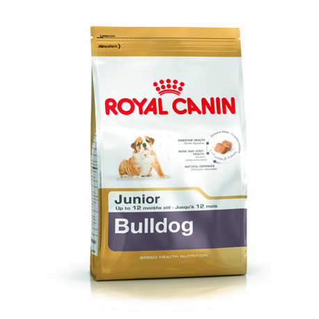 Bulldog Anglais Junior