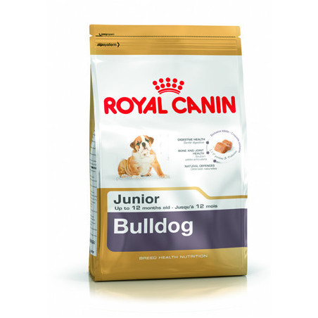 Bulldog Anglais Junior