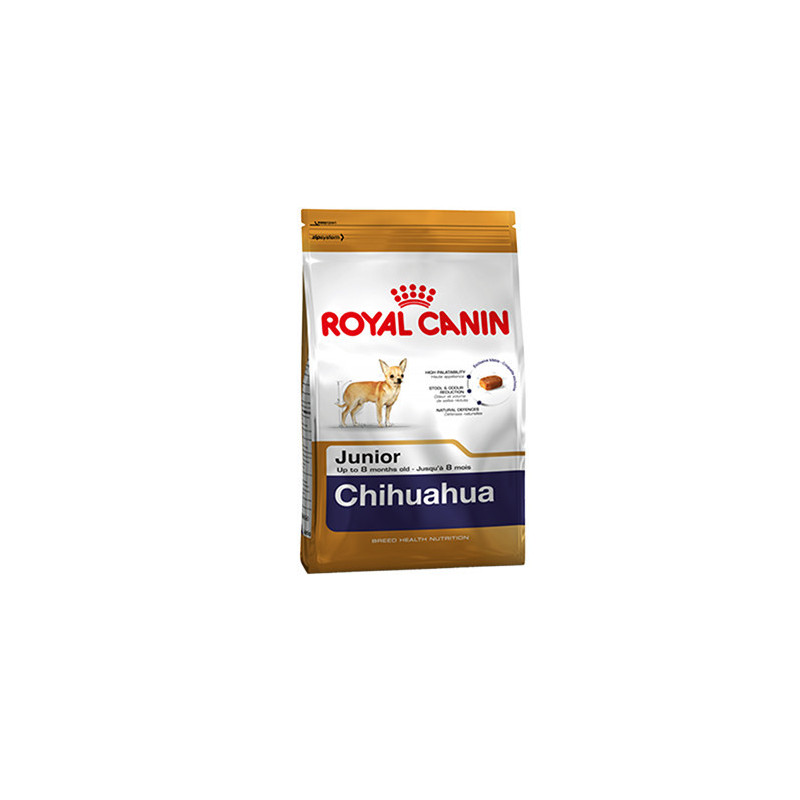Chihuahua Chiot