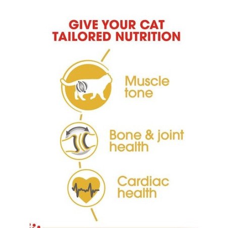 British Shorthair Adult British Shorthair Adult