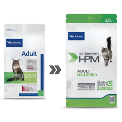 Adult Neutered Cat