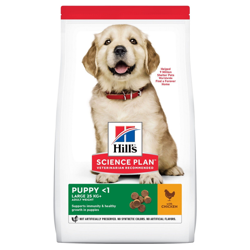 Canine Puppy Large Healthy Development