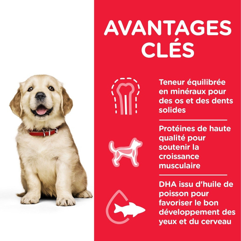 Canine Puppy Large Healthy Development