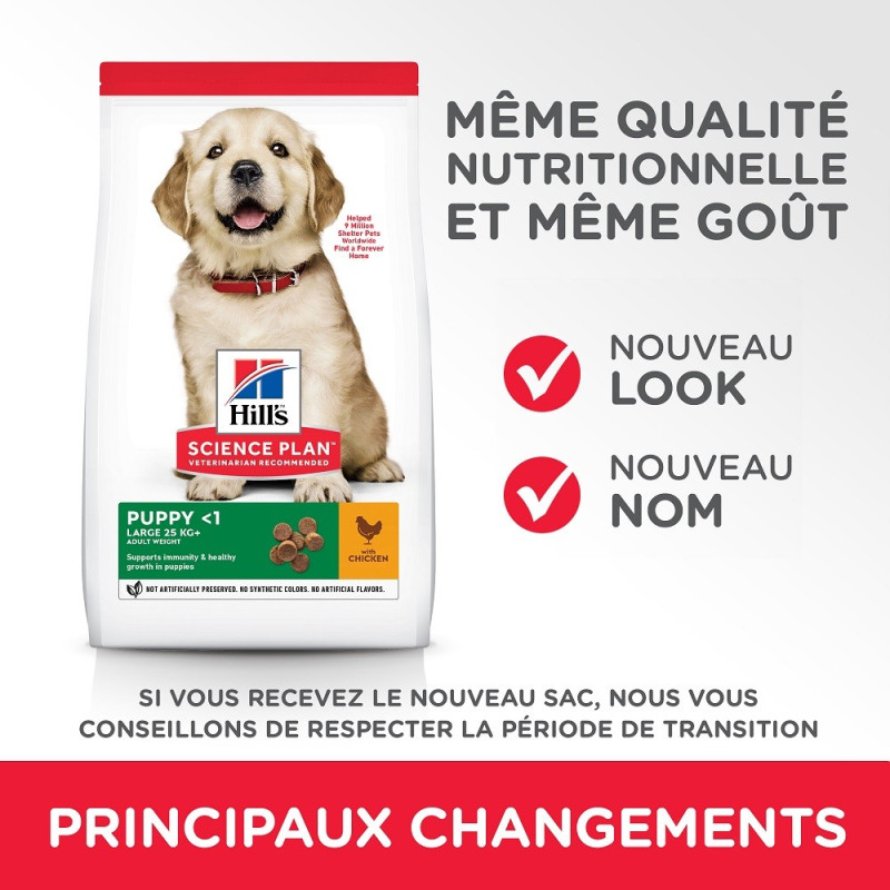 Canine Puppy Large Healthy Development
